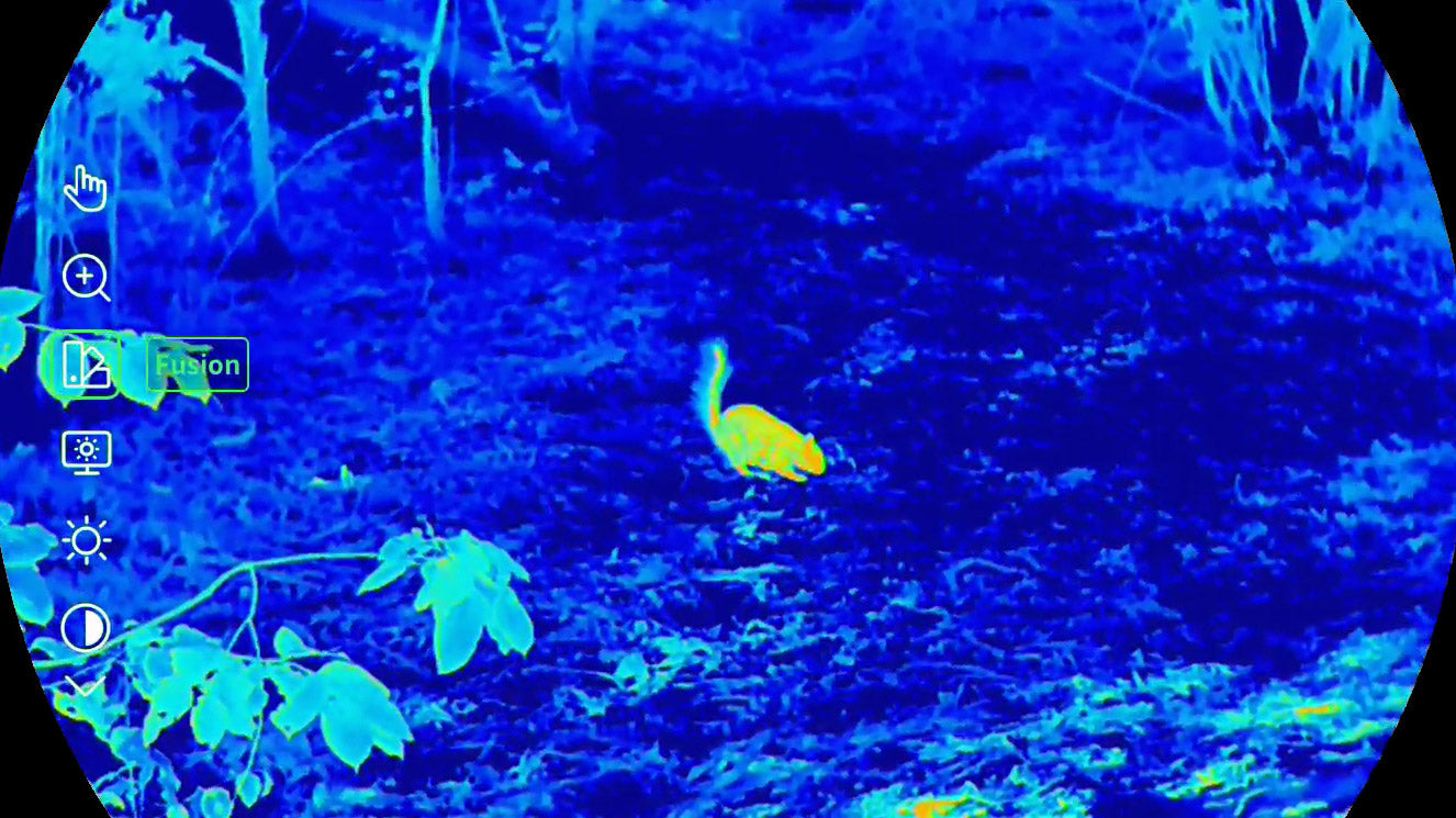 Thermal imaging of a squirrel in a natural setting